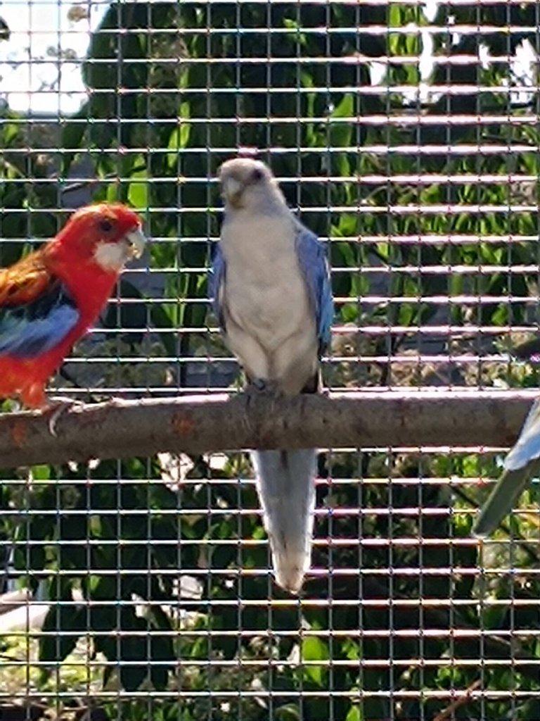 Rosela Pestrá Mutace Prodej