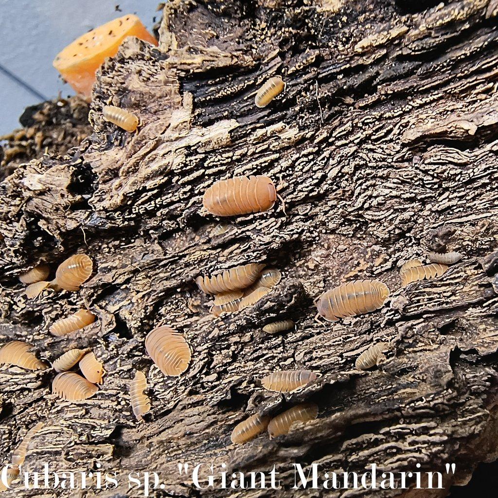 ISOPODY·STÍNKY - Aquatera Olomouc 23.11. / Akce 2+1