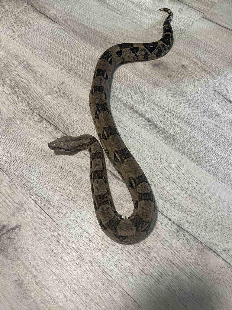 Hroznýš královský