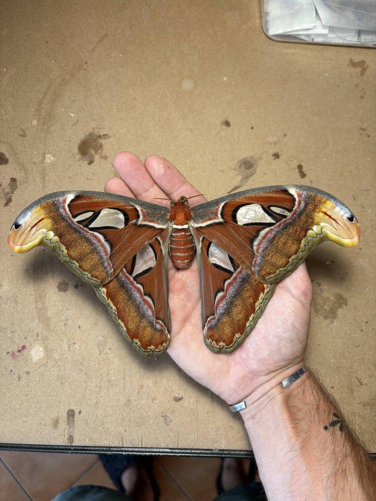 Attacus atlas čerstvá vajíčka