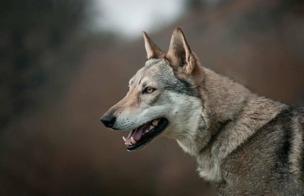 Československý vlčák - štěně s PP TOP prac.spojení