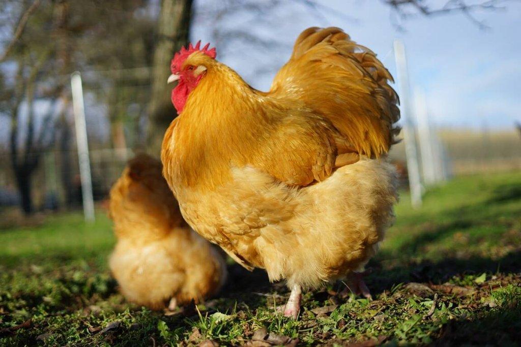 Orpingtonka 🥚🐣 (násadová vejce i kuřátka)