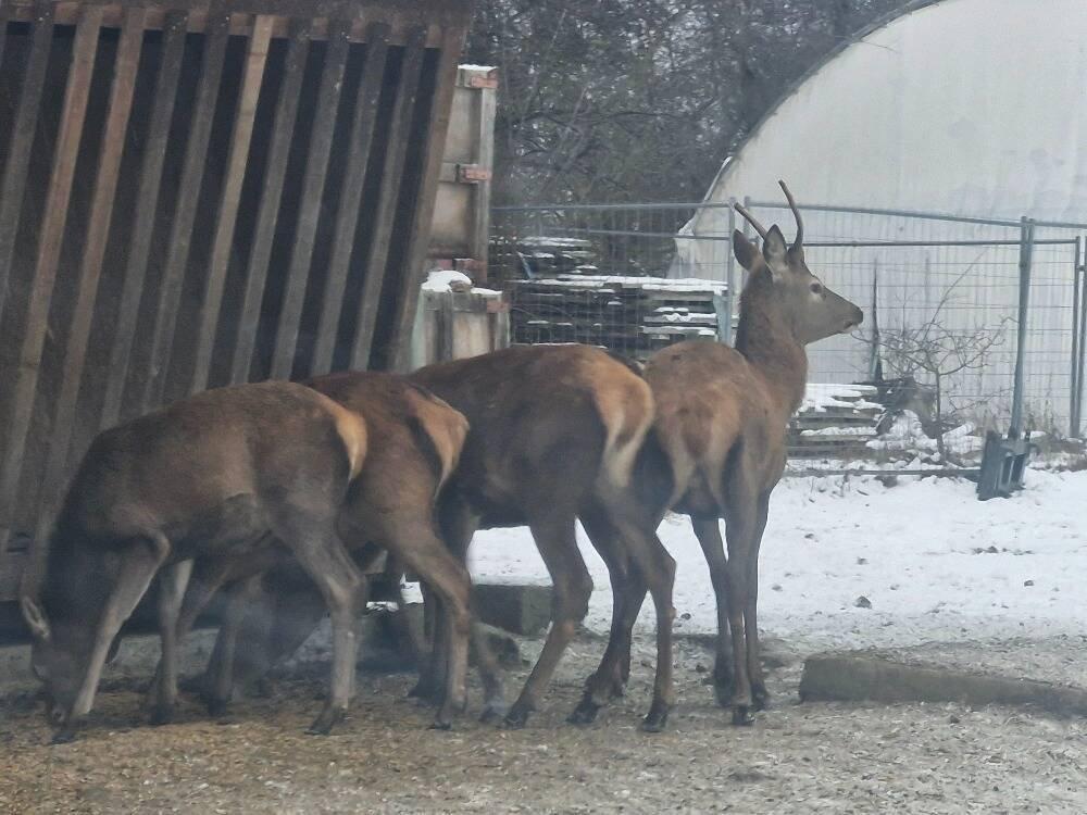 Hospodářská zvířata
