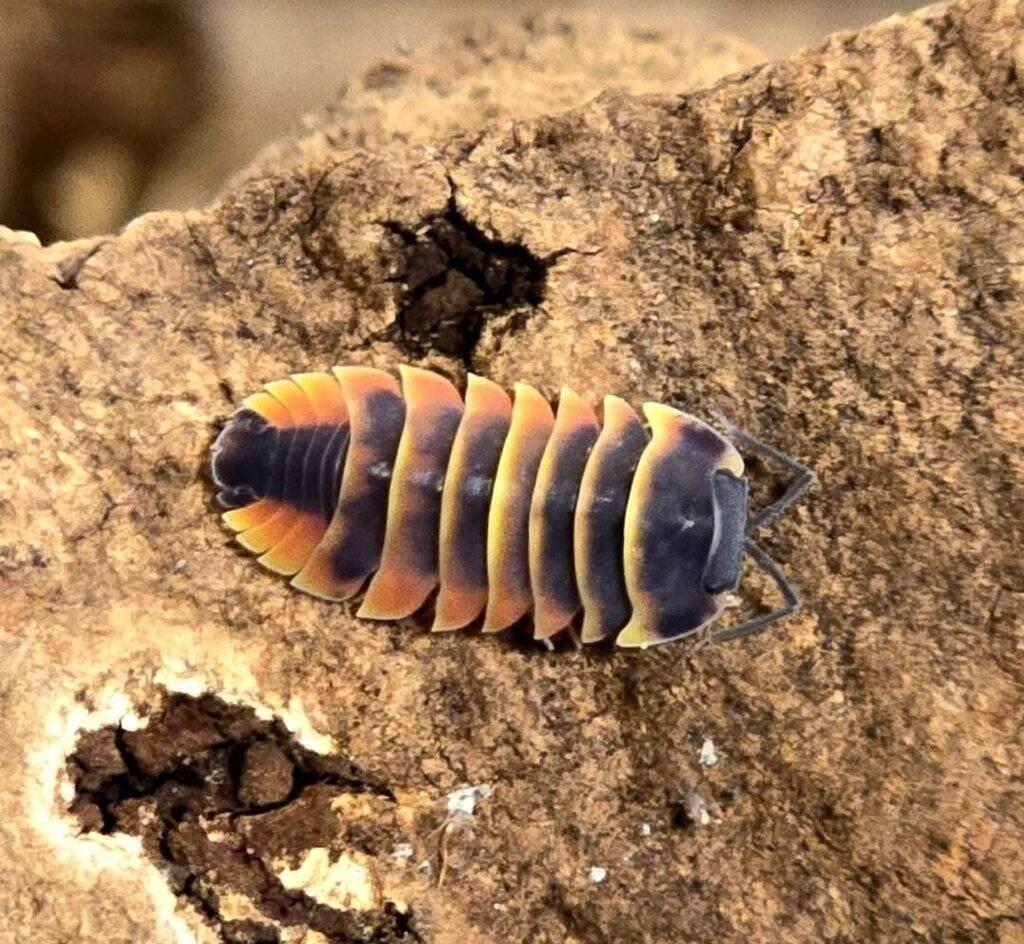 Ardentiella sp. "Ember bee"