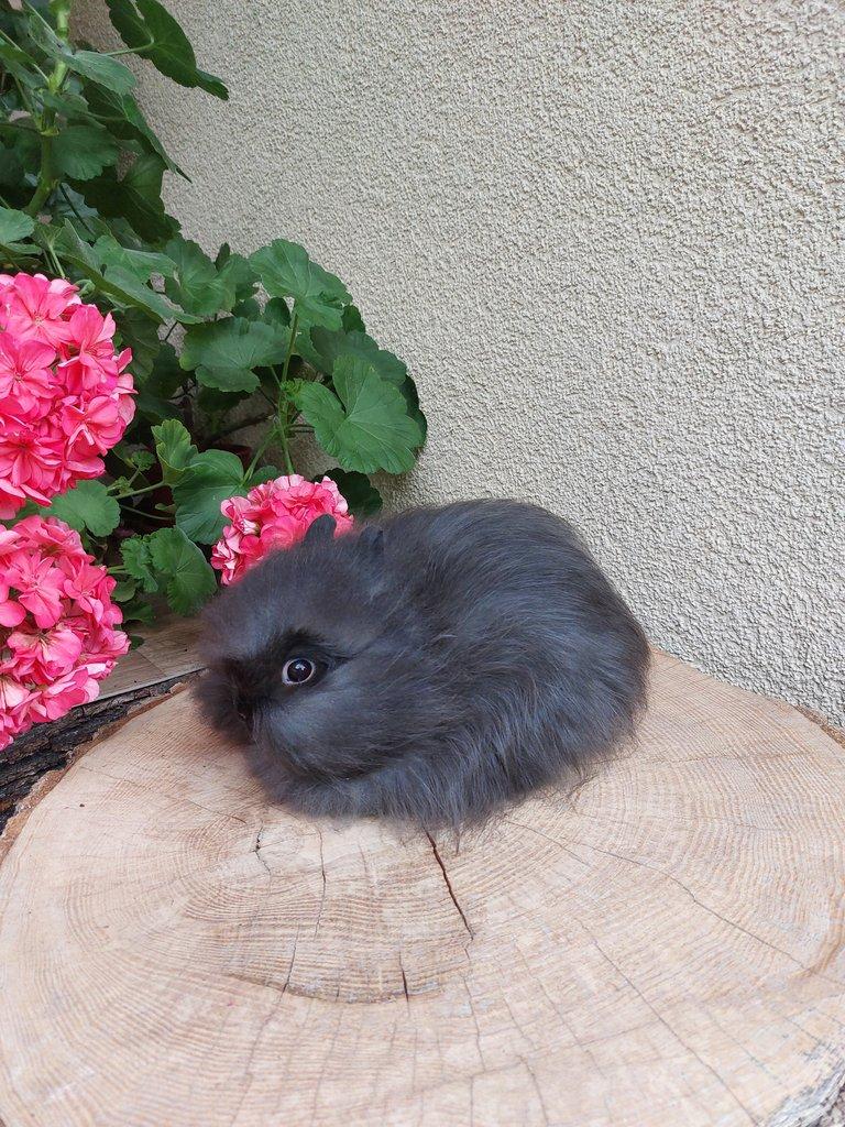 Zakrslý králík - hnědý kuní sameček TEDDY gen