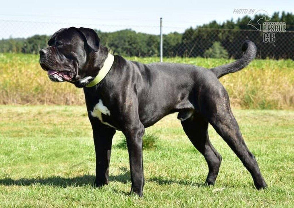 Darujeme nalezeného křížence Cane Corso