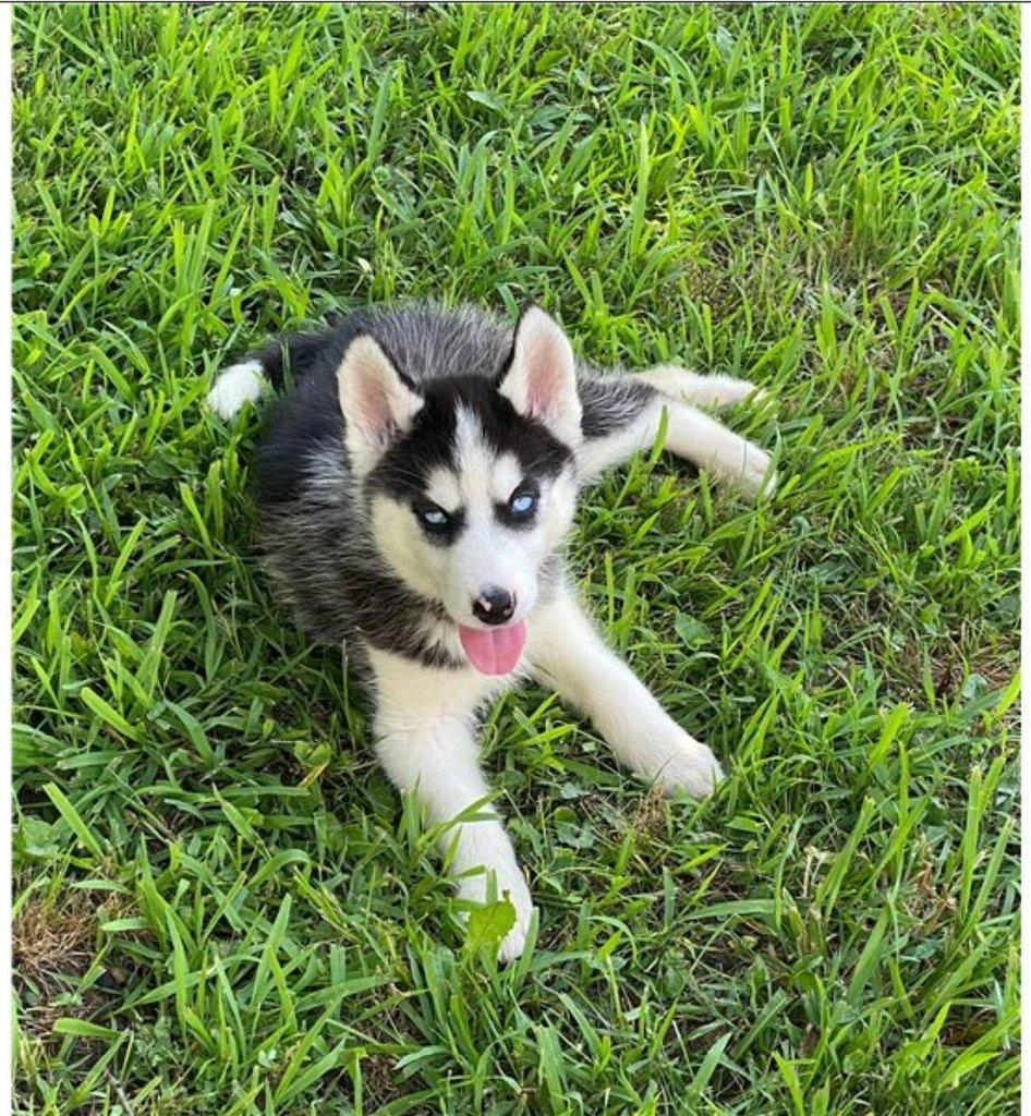 Sibiřský husky na prodej s PP