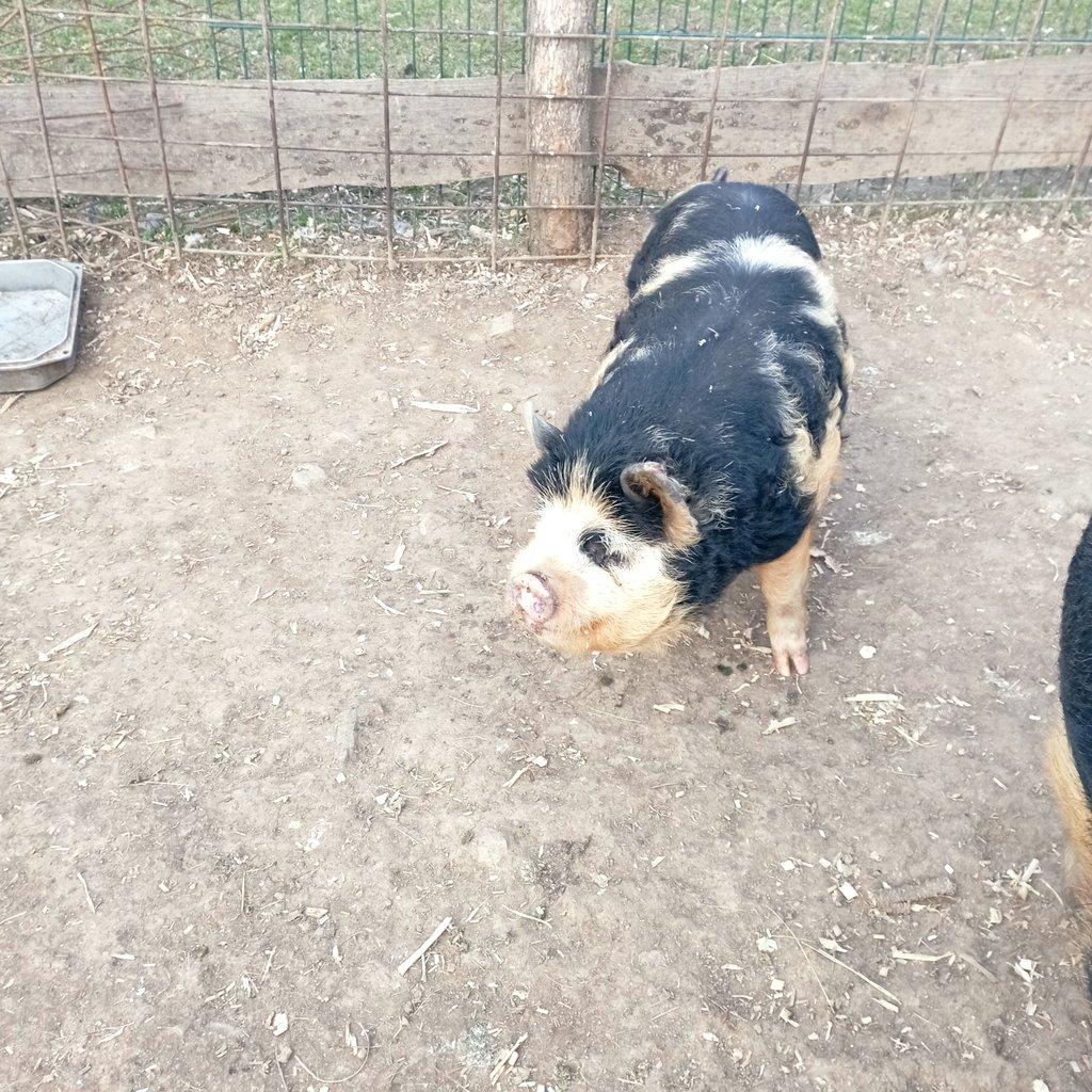 Čistokrevná kune kune