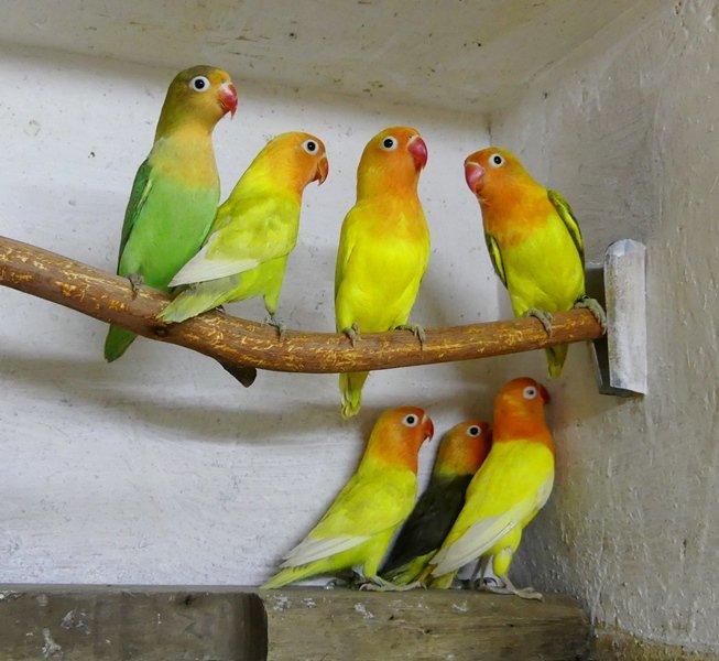 Prodám agap.fischeri