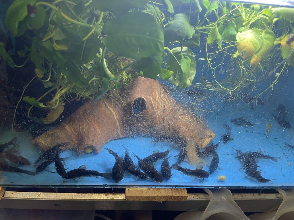Chovna skupina Corydoras Black Venezuela