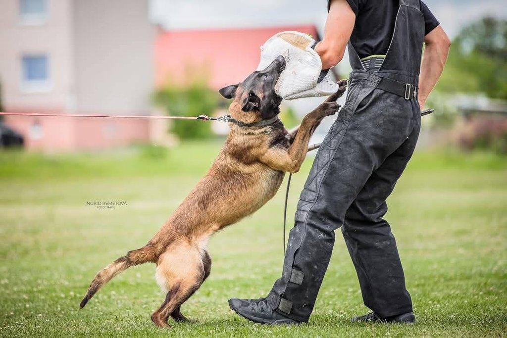 Nabízím štěňátka belgického ovčáka malinois