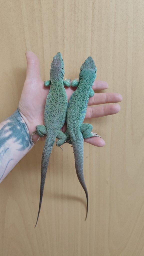 1.1 Timon lepidus Blue