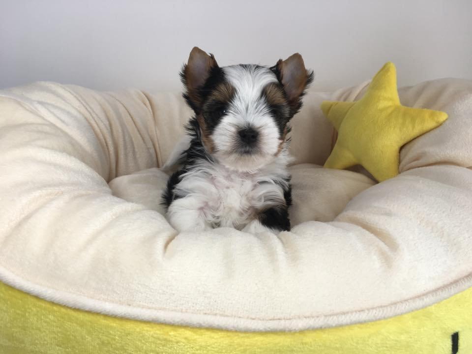 Biewer Jorkšírský teriér bez PP