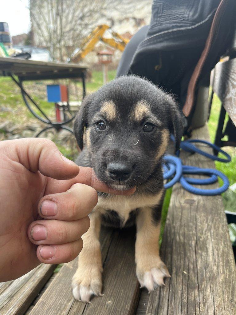 Prodám štěňátka