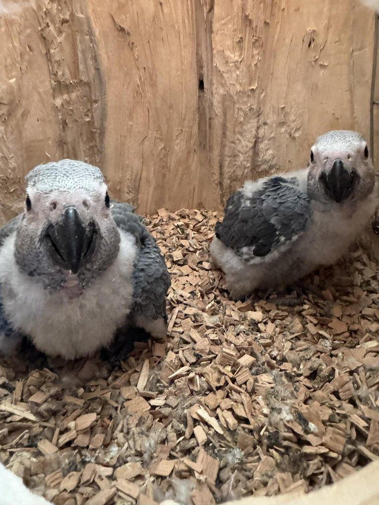 Prodám samičky Žako kongo