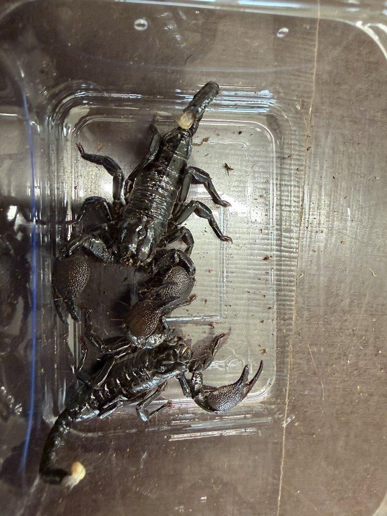 PANDINUS IMPERATOR - Veleštír císařský - ZIVA 20.12.