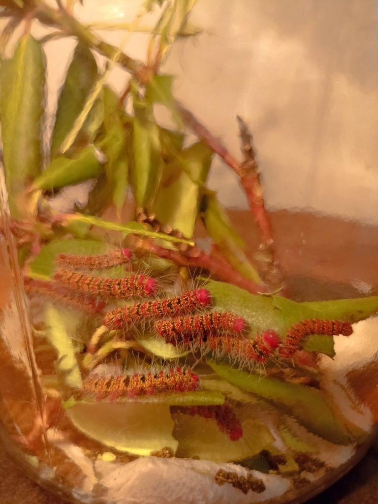 Housenky Cricula Trifenestrata