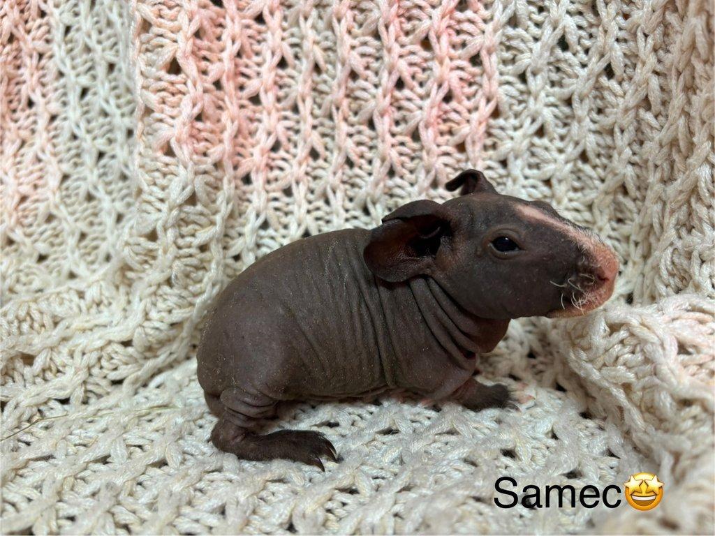 Skinny morčátka, samečci s PP