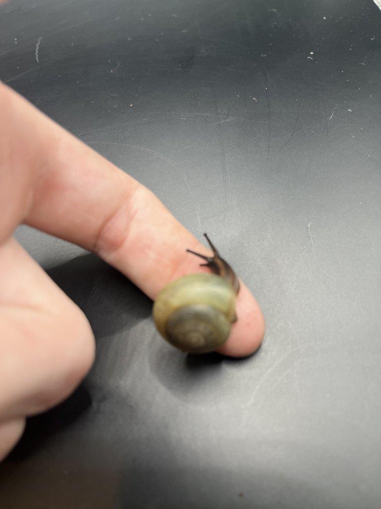 Šnek Pleurodonte Isabella Barbados