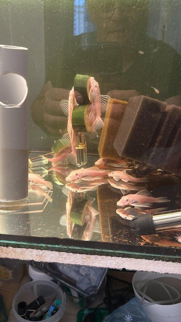 Prodám Ancistrus Snow White