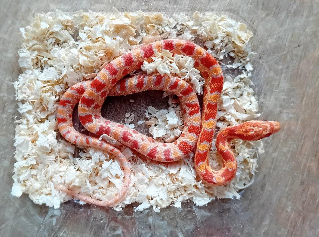 Užovka červená het. Scaleless