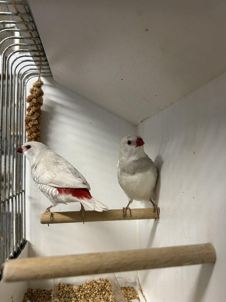 Amadina diamantová stříbrná