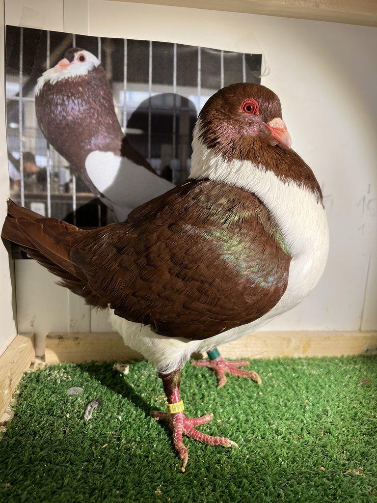 Moravský pštros červený - Pár