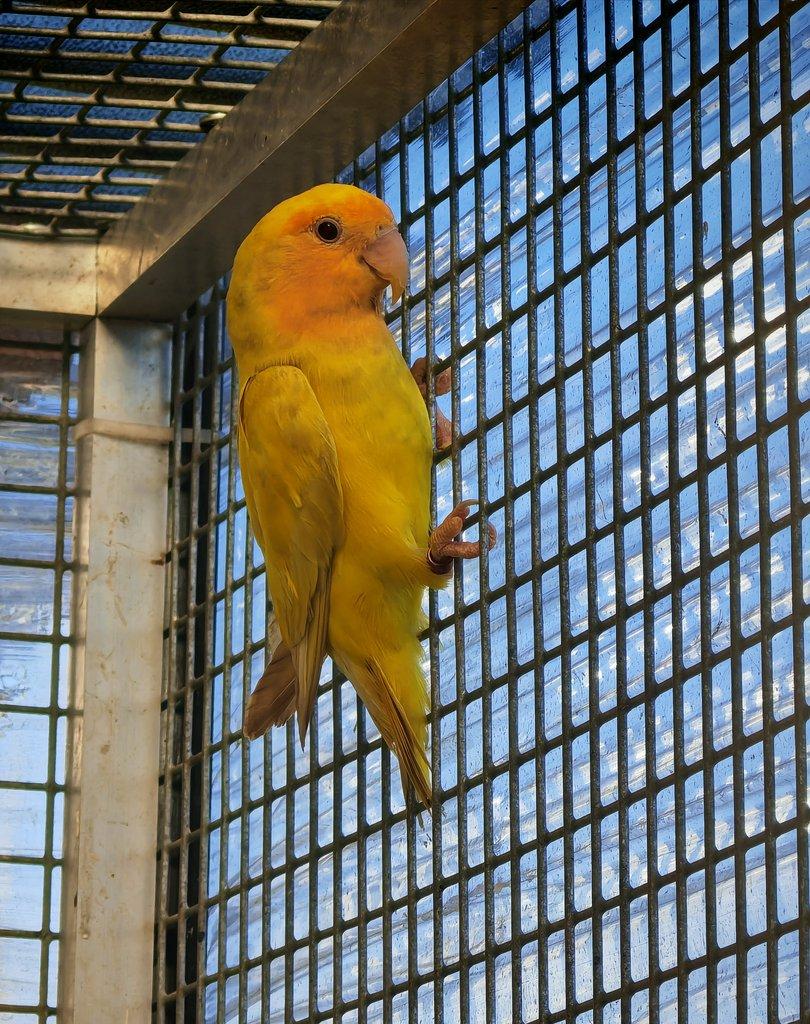 Agapornis růžohrdlý pár 2025 + DNA test