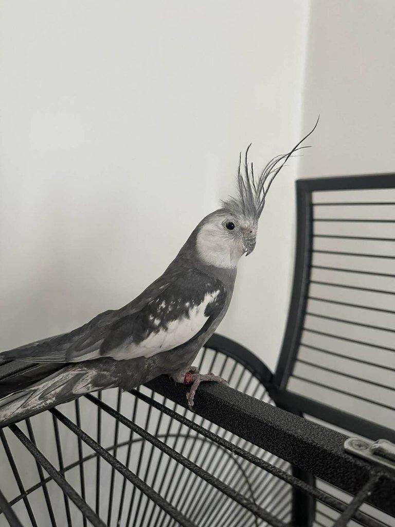 Korela bělohlavá perlová