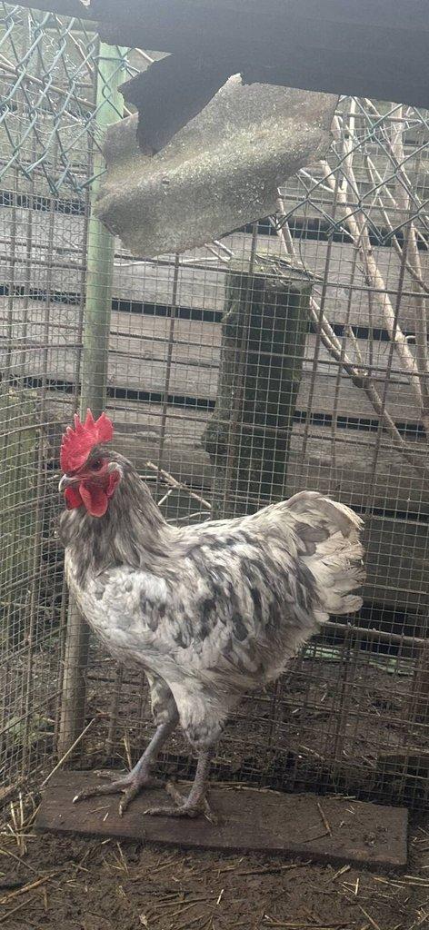 Australka modrá s lemy