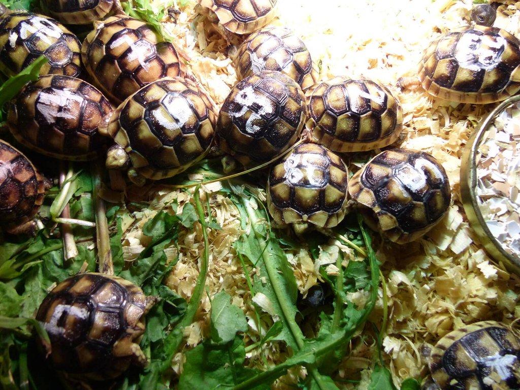 Želva vroubená (Testudo marginata)