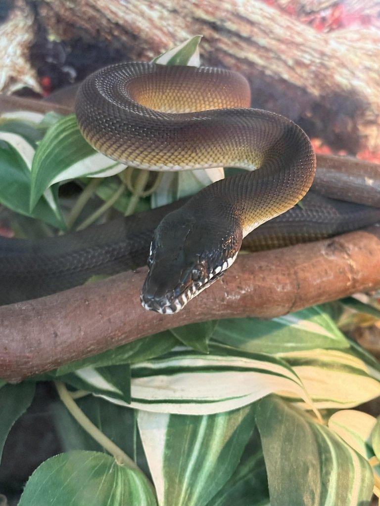 Prodám samce Eunectes murinus a Leiopython albertisii