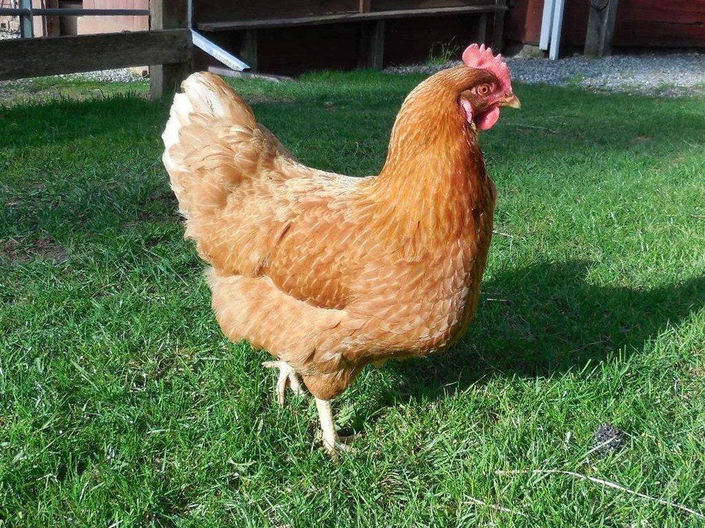 Slepice Nosnice Dominanty 22 týdnů staré, těsně před snáškou, 10 barev na výběr!