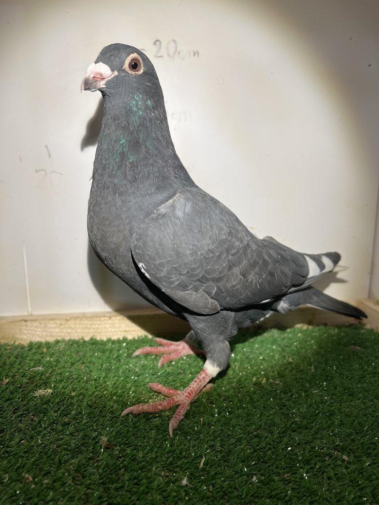 Poštovní Holub - Výletky 2025