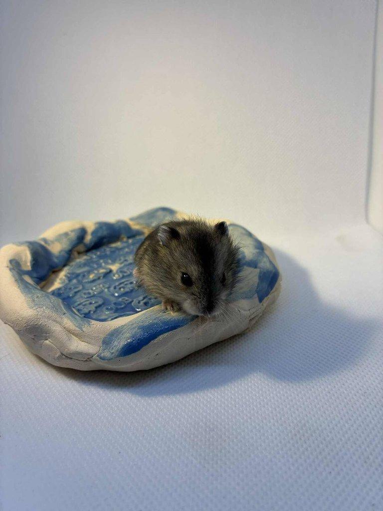 Křečík džungarský – mláďata s PP | CHS Roklinka