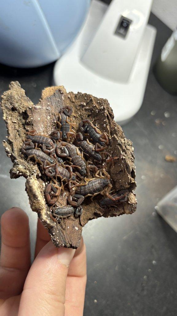 Živá exotika 20.12