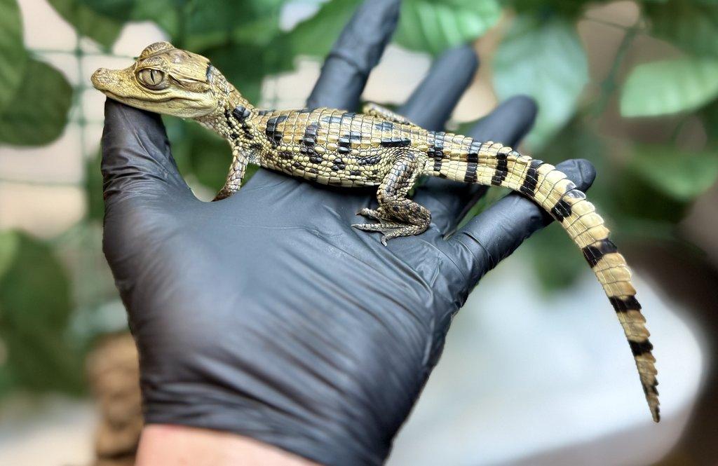 Živá exotika - F18-F20-