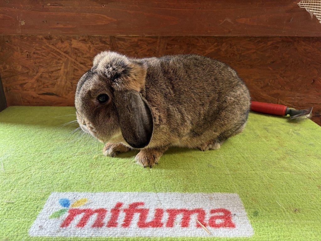 Zakrslý Beran divoce zbarvený