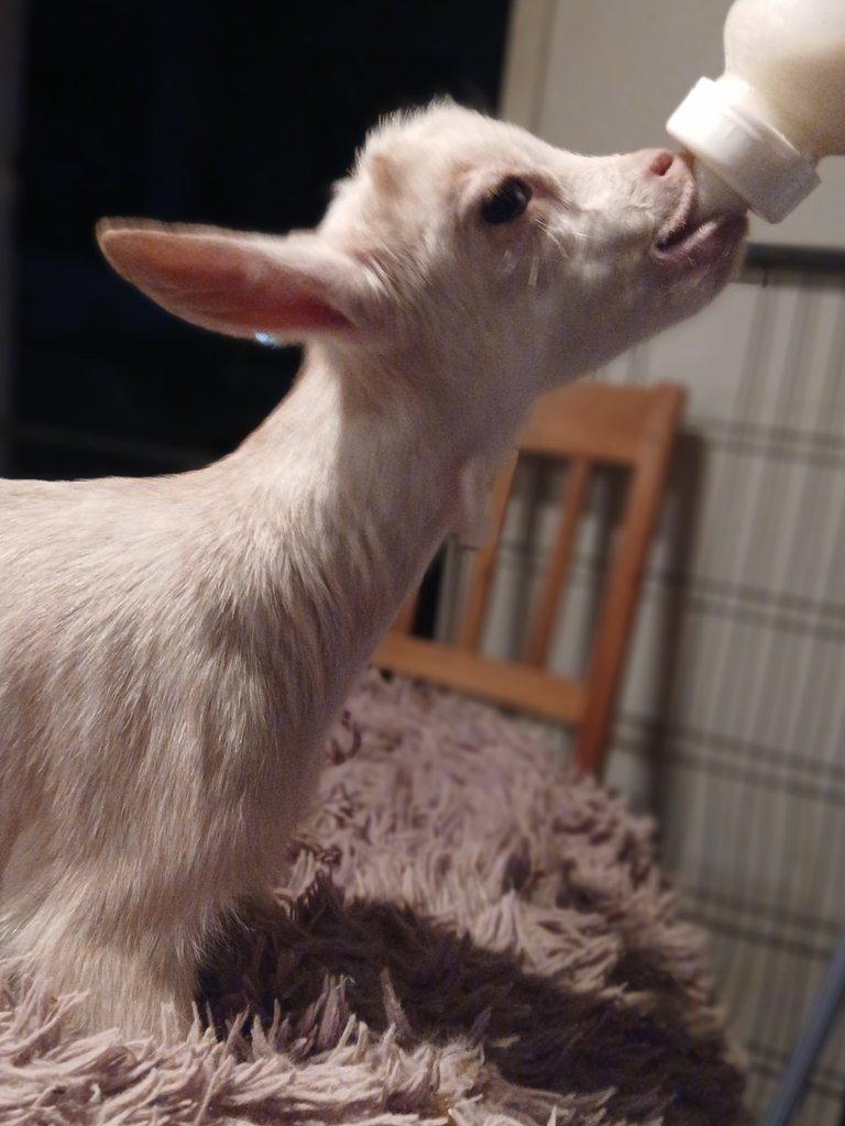 ZAKRSLÁ HOLANDSKÁ KOZA - RUČNĚ DOKRMENÁ KŮZLATA