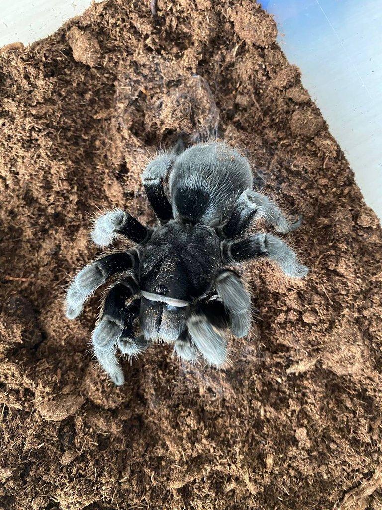 GRAMMOSTOLA PULCHRA - samec