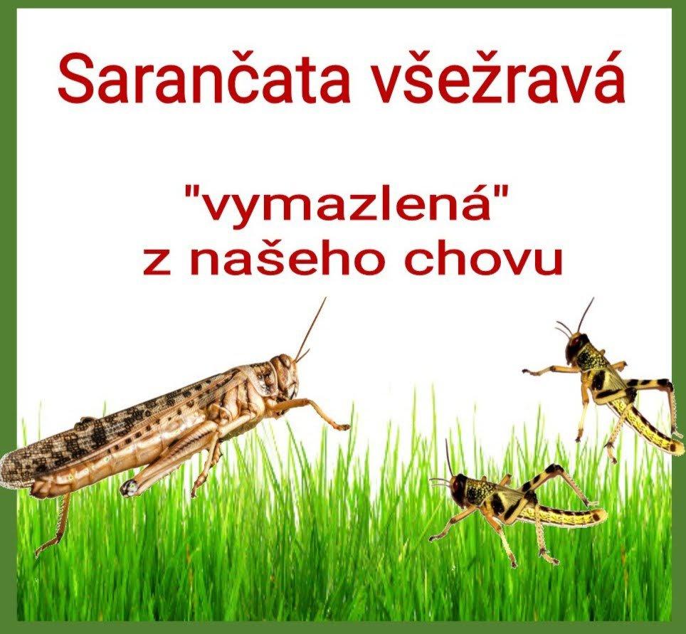 Prodej sarančat z rodinného chovu, nejlevnější v ČR