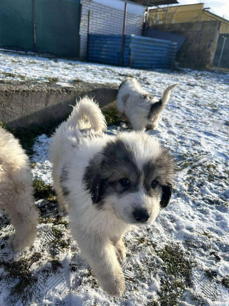 Pyrenejský horský pes