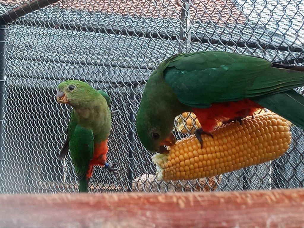 Papoušek královský