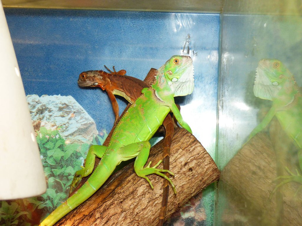 faunaportal.cz | Leguán zelený (Iguana iguana)